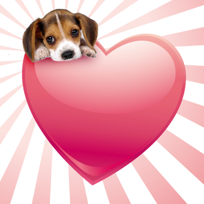 Cute Puppy Wallpapers Puppies Wallpaper is a fun android app for pet lovers.